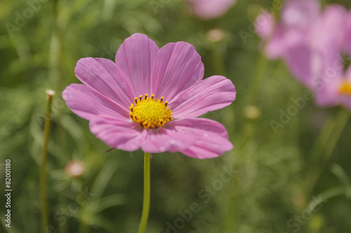 Close up cosmos flower in the garden for background