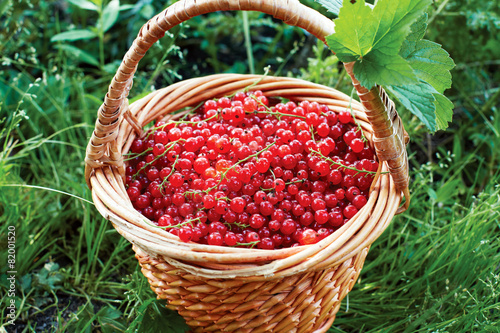 Basket full of ripe red currant stands in the garden on the gras