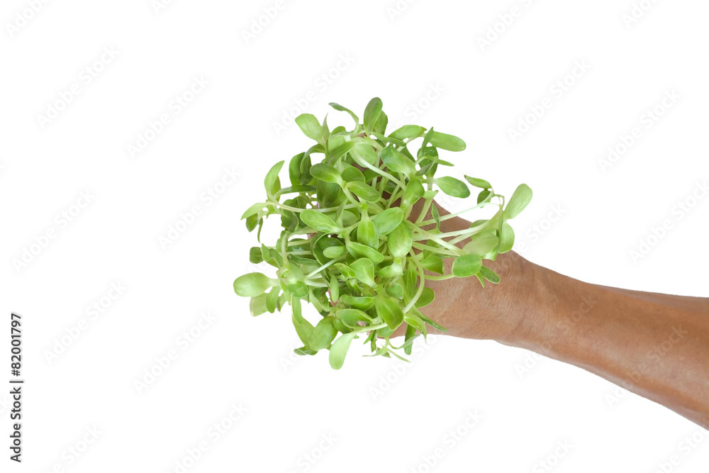 Green sprouts in hands Green sprouts in hands