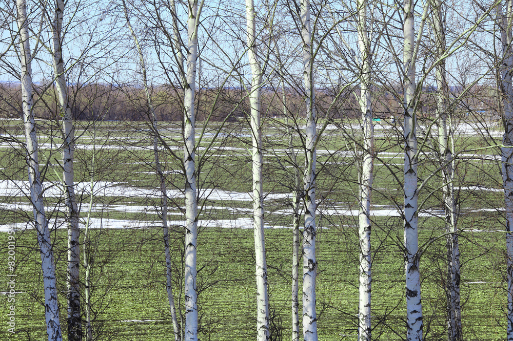 Obraz premium young birch trees in a field in spring