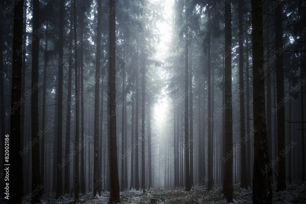 Fototapeta premium Lichtung im Nebelwald
