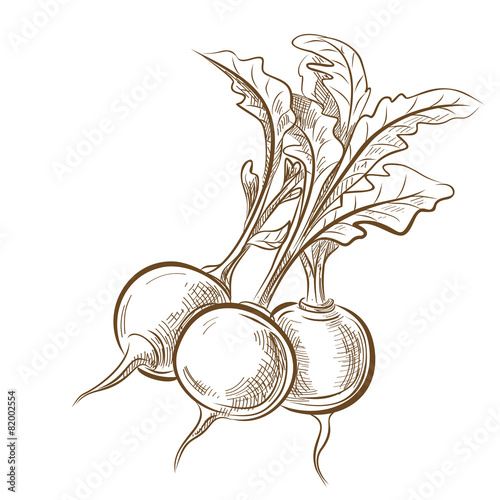 picture of radish