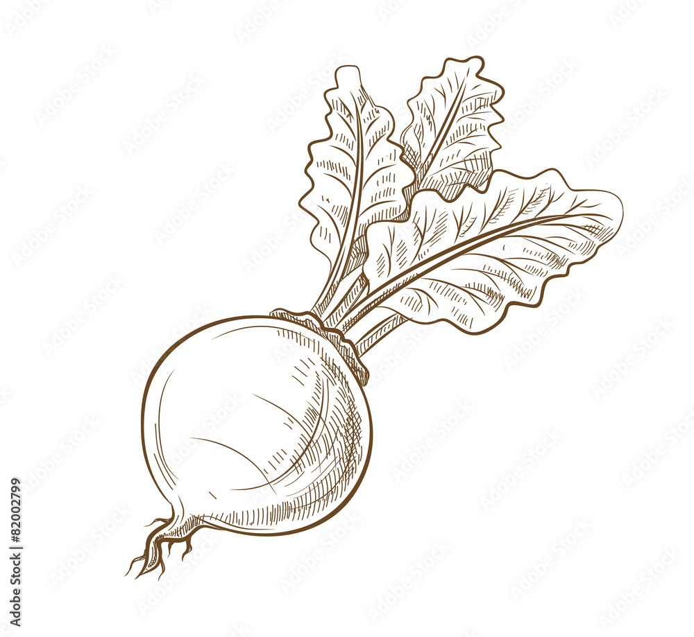 Φωτογραφία picture of beet with leaves