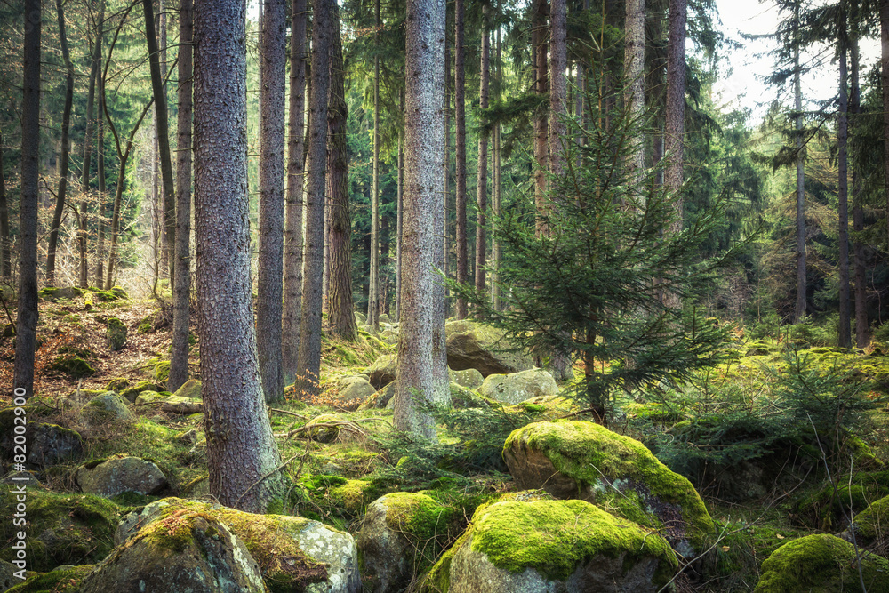 Obraz premium Der steinerne Wald im Harz