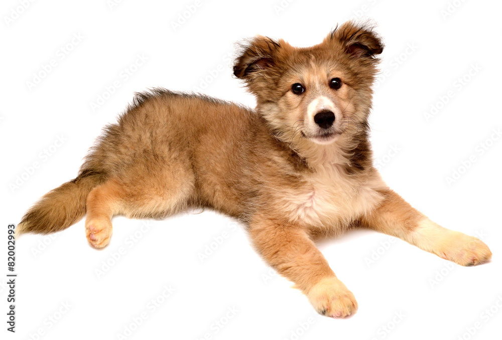Beautiful puppy looking at the camera Beautiful puppy looking at the camera