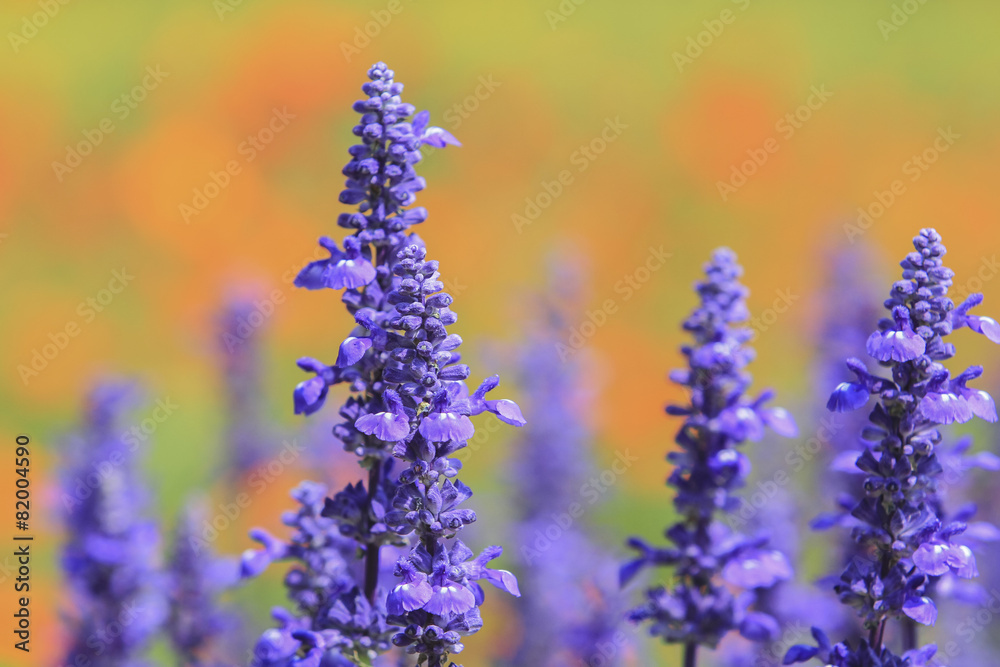 lavender and Blue Salvia flowers blooming in the garden lavender and Blue Salvia flowers blooming in the garden