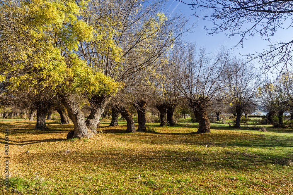 Campo en otoño Campo en otoño