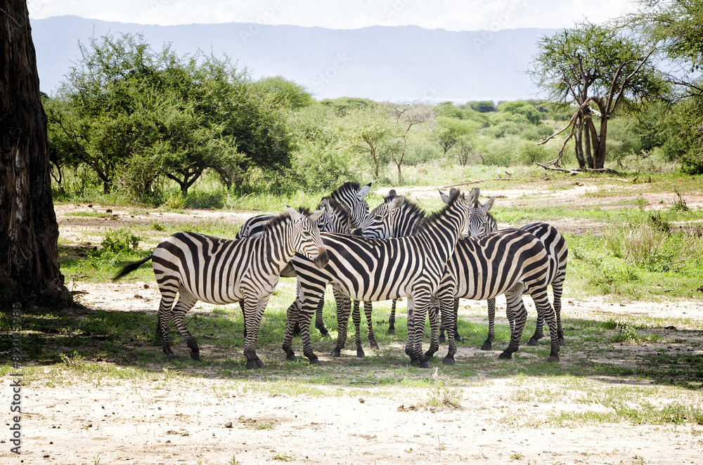 Obraz premium Zebras in Baobab s Shadow