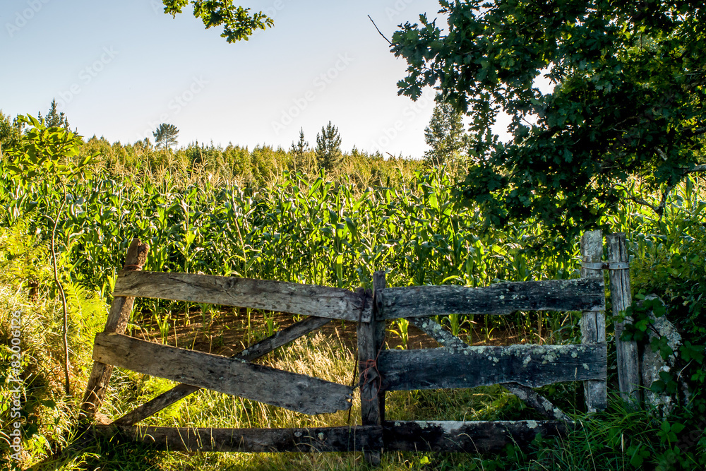 field of corn field of corn
