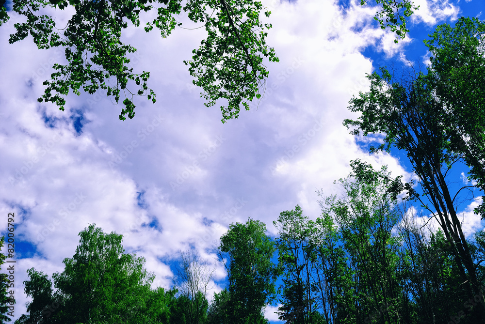 Fototapeta premium White Clouds on a Blue Sky, Framed by Summer Green Tree Crowns
