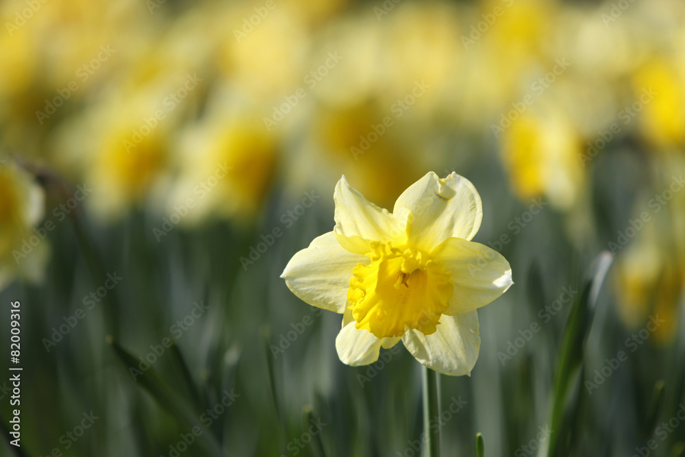 Obraz premium daffodil in sunlight with other specimen in the background