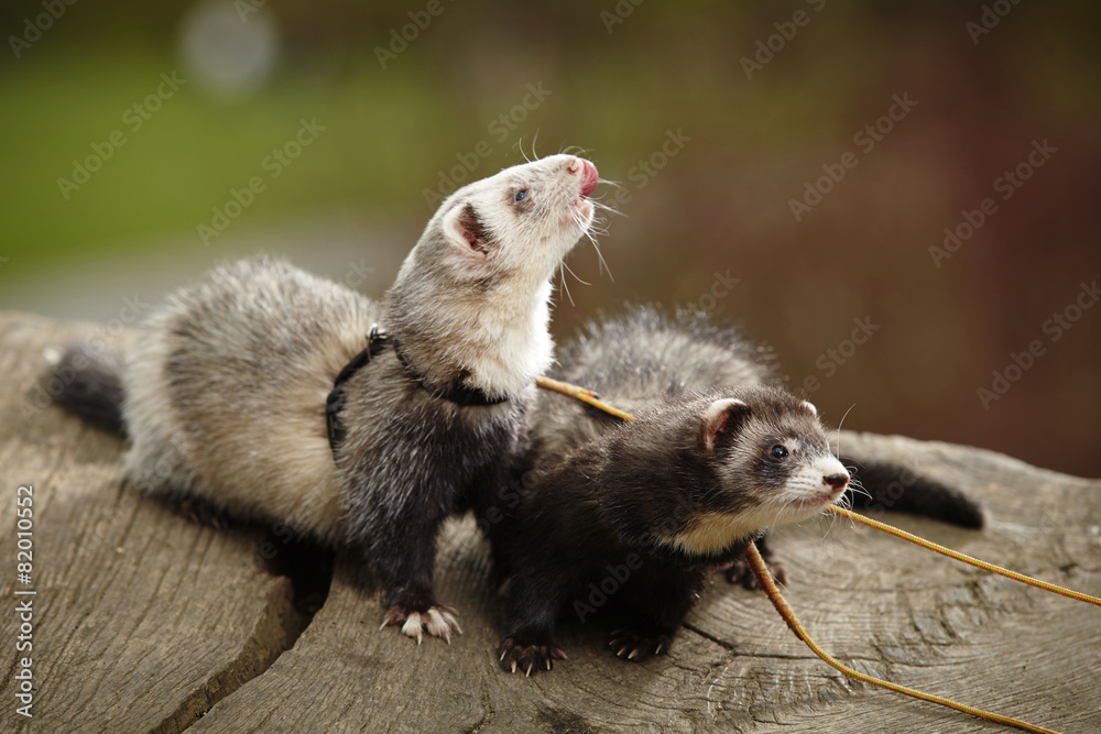 Fototapeta premium Ferret ladies in park