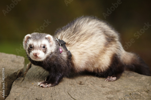 Classic ferret male © Couperfield