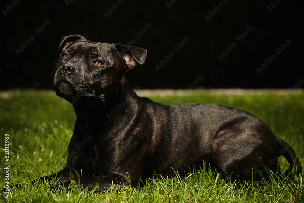 Staffordshire bull terrier in grass