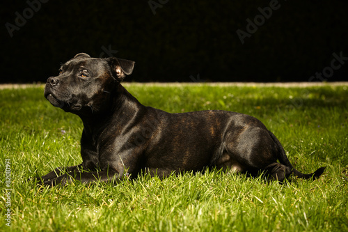 Wallpaper Mural Staffordshire bull terrier laying in grass