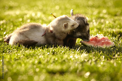 Ferrets enjoying melon © Couperfield