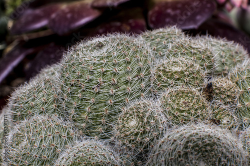 echinocactus cactus Pianta  Macro cactus  Piante grasse