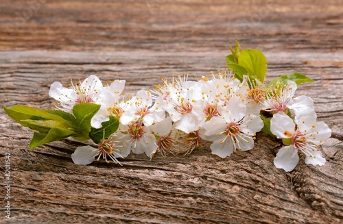 Spring cherry blossom on wooden background