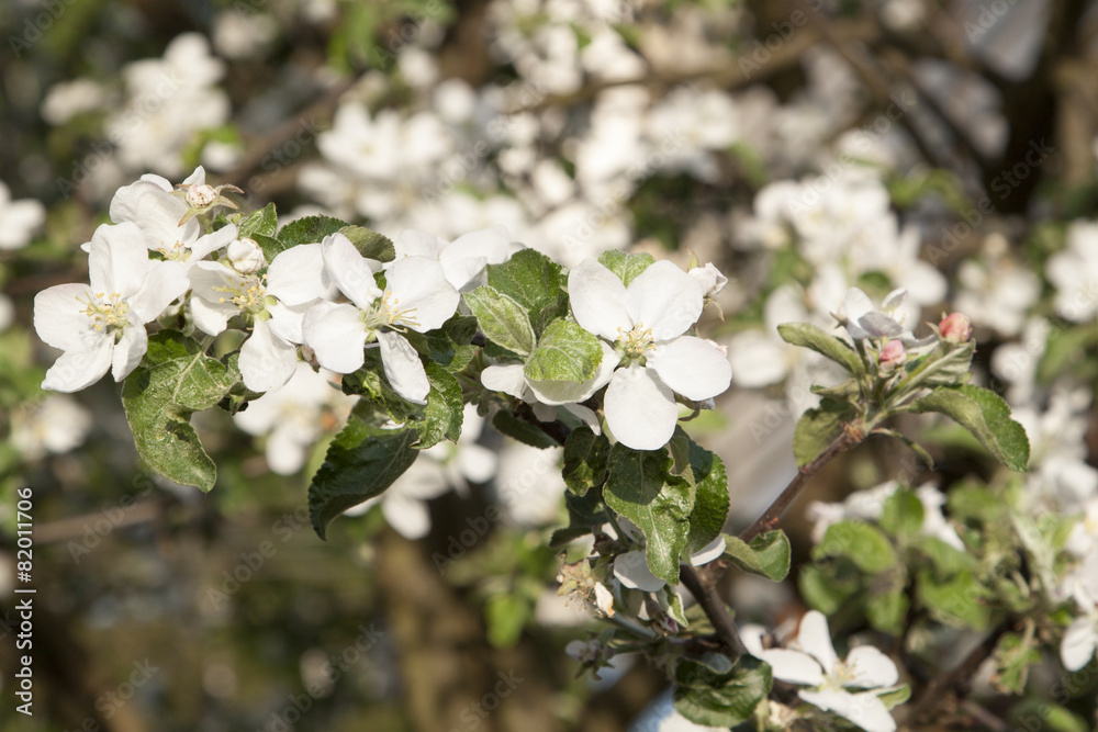 apple blossoms in spring apple blossoms in spring