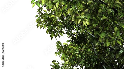 Tree American Beech - separated on white background 