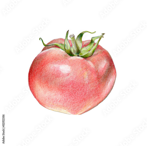 Hand drawn illustration of a tomato