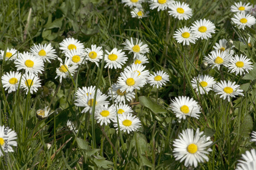 Fototapeta premium Gaensebluemchen; Bellis; Perennis