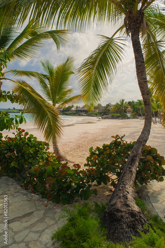 Fototapeta Naklejka Na Ścianę i Meble -  Palm trees on the Wild tropical caribbean sand beach in