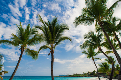 Palm trees on the Wild tropical caribbean sand beach in