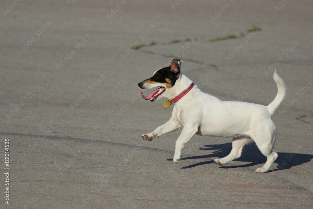 Jack Russell terrier