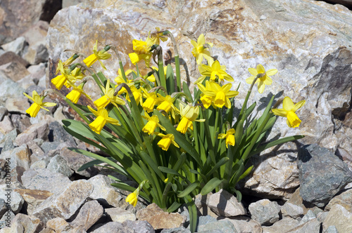 Fototapeta Naklejka Na Ścianę i Meble -  Narzisse; tete a tete; Narcissus; Osterglocke;
