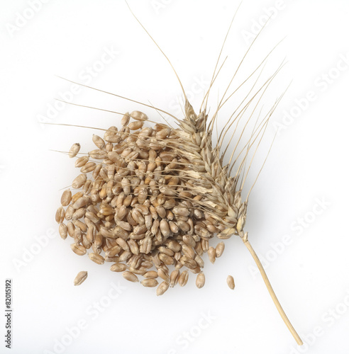 Triticale, Wintertriticale, Triticosecale, rimpauii, photo
