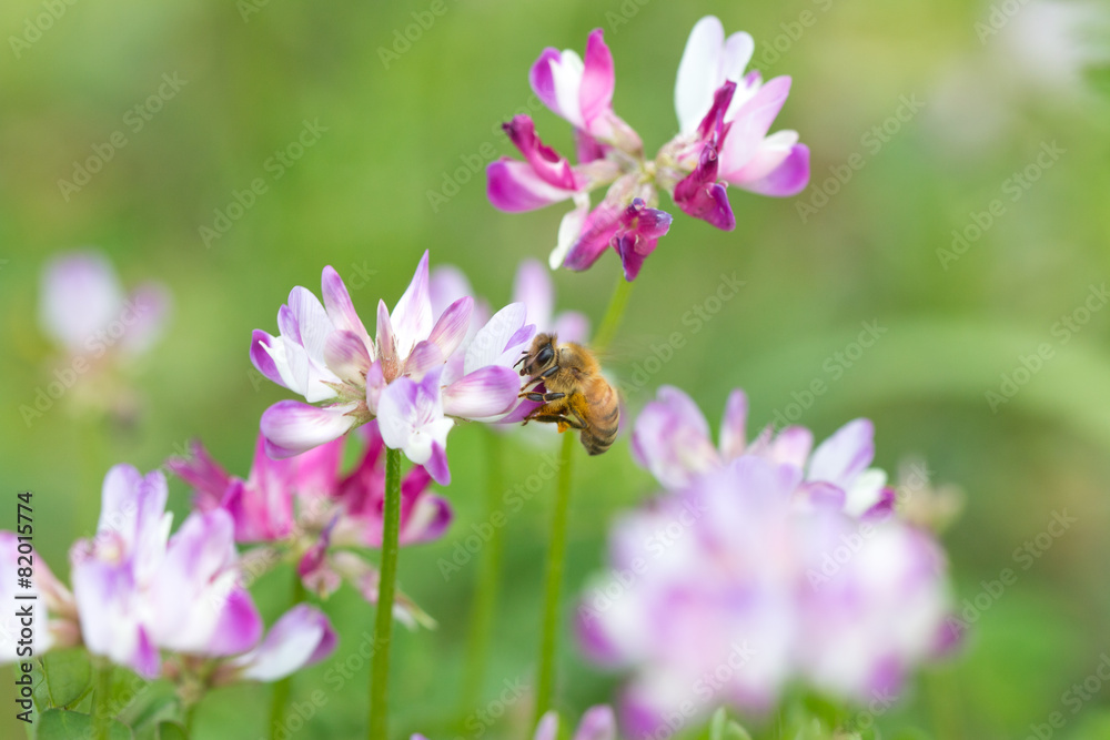 密を吸う蜂(ハチ) 密を吸う蜂(ハチ)