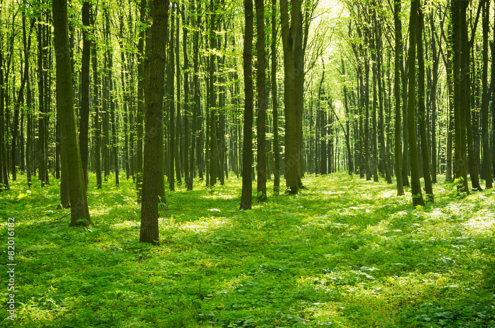 forest green forest green
