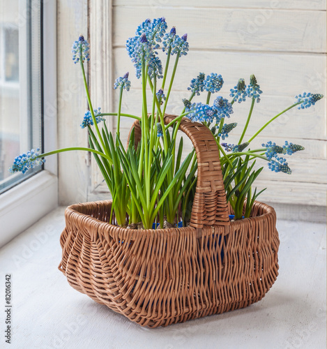 Cultivation muscari in the rural baskets photo