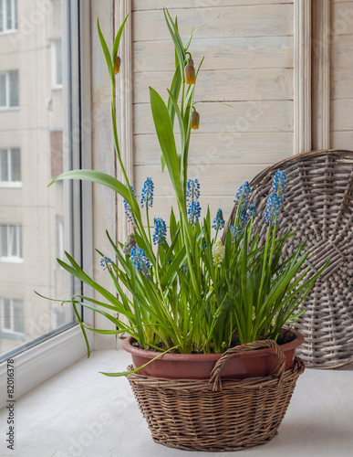 Cultivation muscari and fritillaria in the rural baskets