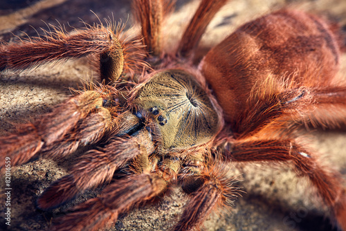 tarantula Tapinauchenius gigas