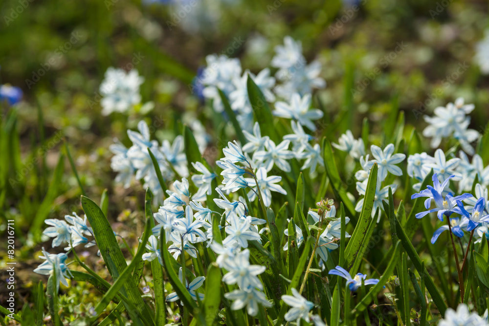 Fototapeta premium The first spring flowers. Flowering Scilla luciliae.