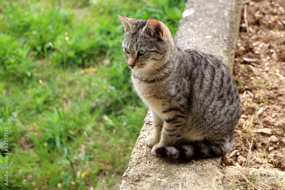 Brown tabby cat sitting on the wall in the garden. Brown tabby cat sitting on the wall in the garden.