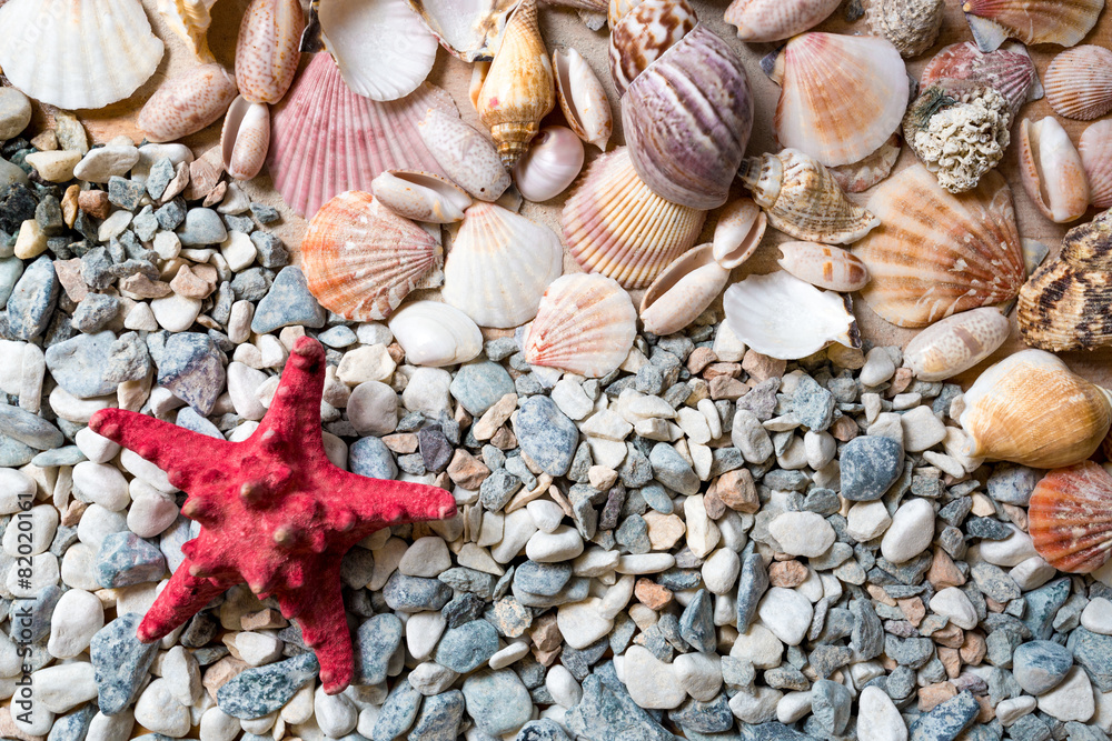Texture of seashells and starfish lying on seashore