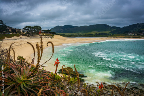 Fényképezés Plants and view of a beach in Carmel, California.