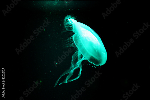 Moon jellyfish at the black background in aquarium,Thailand. © Ubonwan