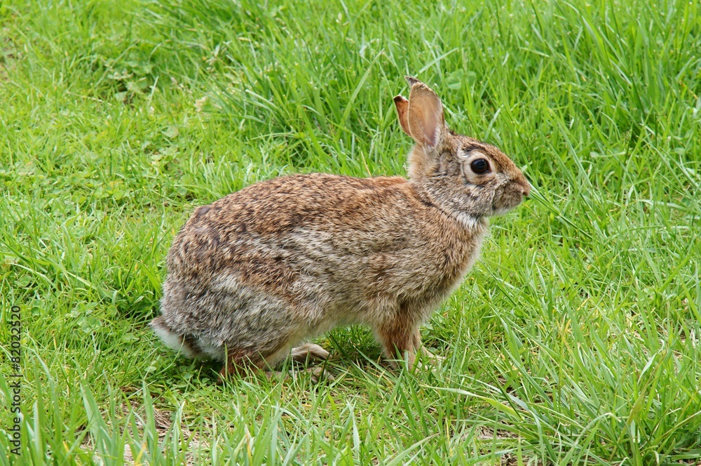 Fototapeta premium Rabbit in the green grass