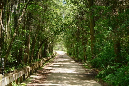 Unpaved forest road in summer. © notsunami