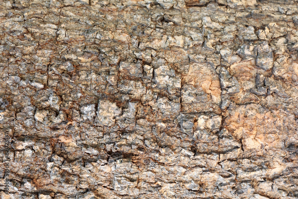 The bark of tree for natural background.