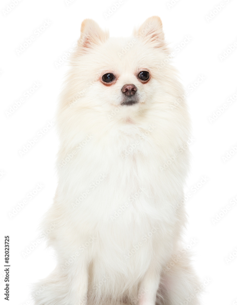 Fototapeta premium Pomeranian dog
