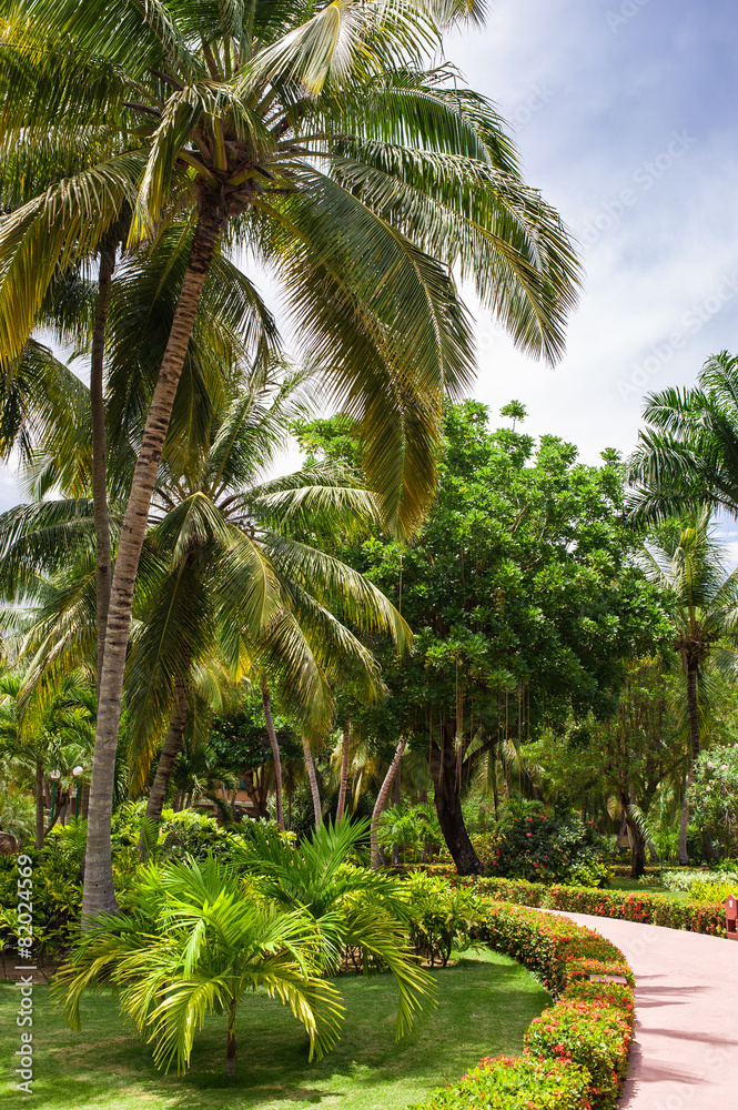 Green exotic garden. dominican republic. Pathway in tropical Green exotic garden. dominican republic. Pathway in tropical
