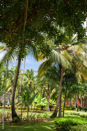 Green exotic garden. dominican republic. Pathway in tropical