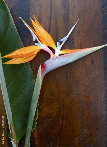 Bird of Paradise flower on wood background. photo