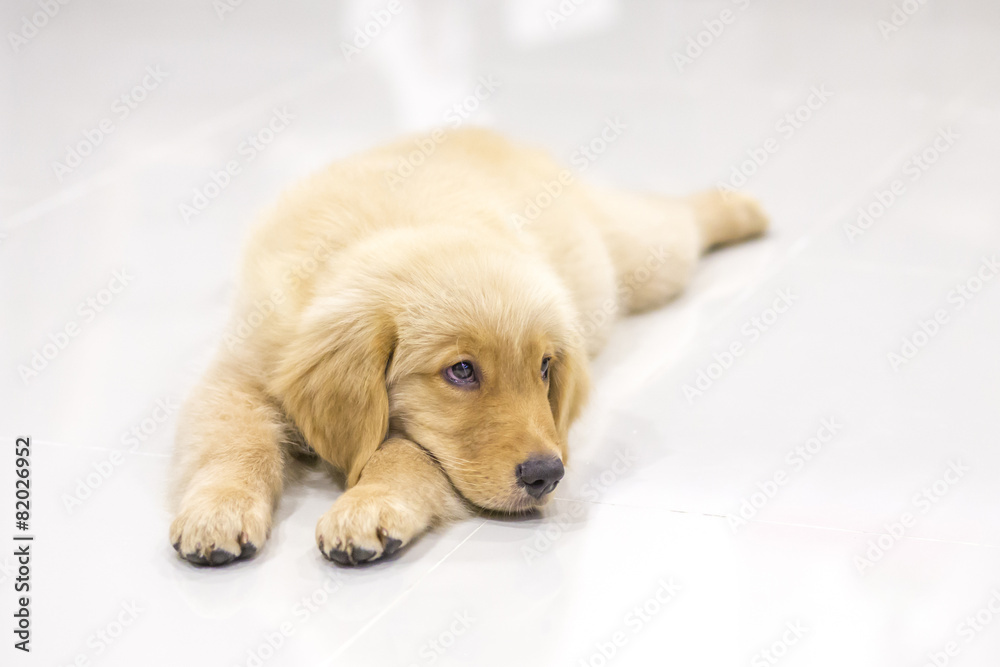 Portrait of golden retriever puppy Portrait of golden retriever puppy