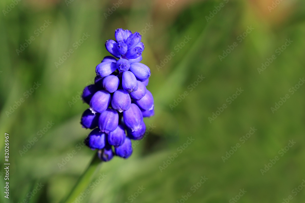 Muscari botryoides Muscari botryoides